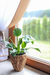 Photo of Beautiful houseplant with bright green leaves in pot on kitchen countertop near window