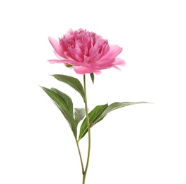 Beautiful pink peony flower on white background