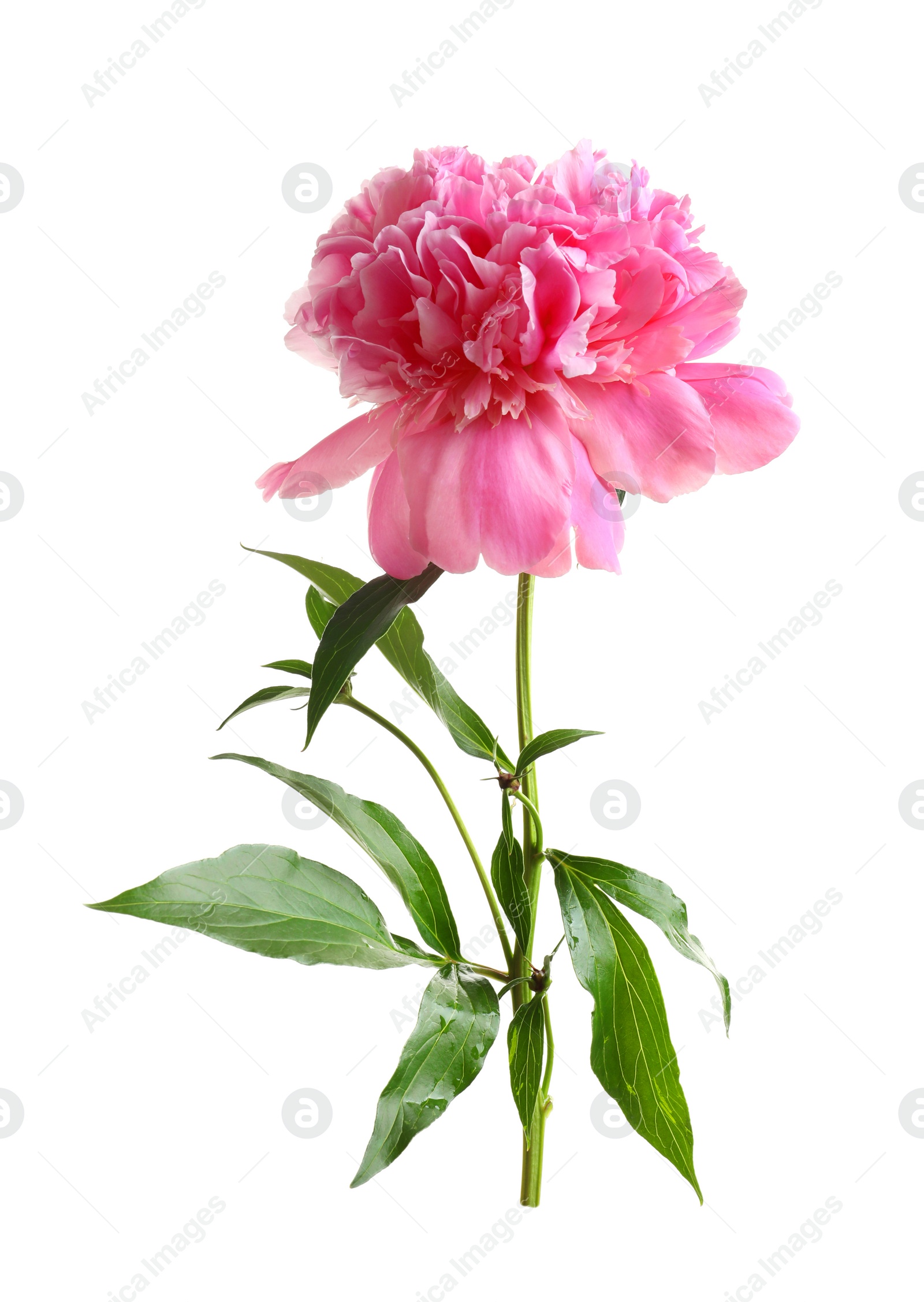 Photo of Beautiful fragrant peony flower on white  background