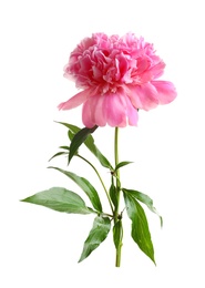 Beautiful fragrant peony flower on white  background