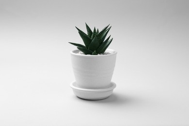 Photo of Beautiful succulent plant in pot on white background