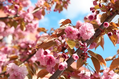 Photo of Sakura tree with beautiful blossoms on spring day outdoors