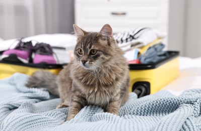 Photo of Travel with pet. Cat, clothes and suitcase on bed indoors