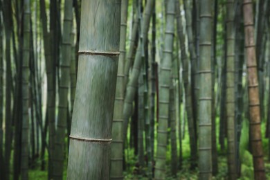 Photo of Beautiful green bamboo growing in tropical forest, closeup