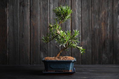 Photo of Japanese bonsai plant on black wooden table. Creating zen atmosphere at home