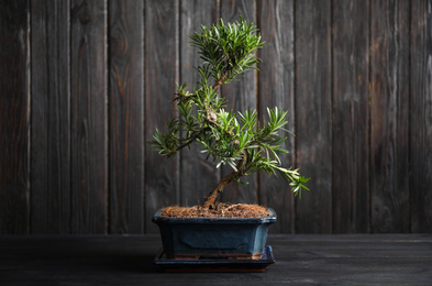 Japanese bonsai plant on black wooden table. Creating zen atmosphere at home