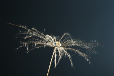 Photo of Dandelion seed with dew drop on grey background, close up