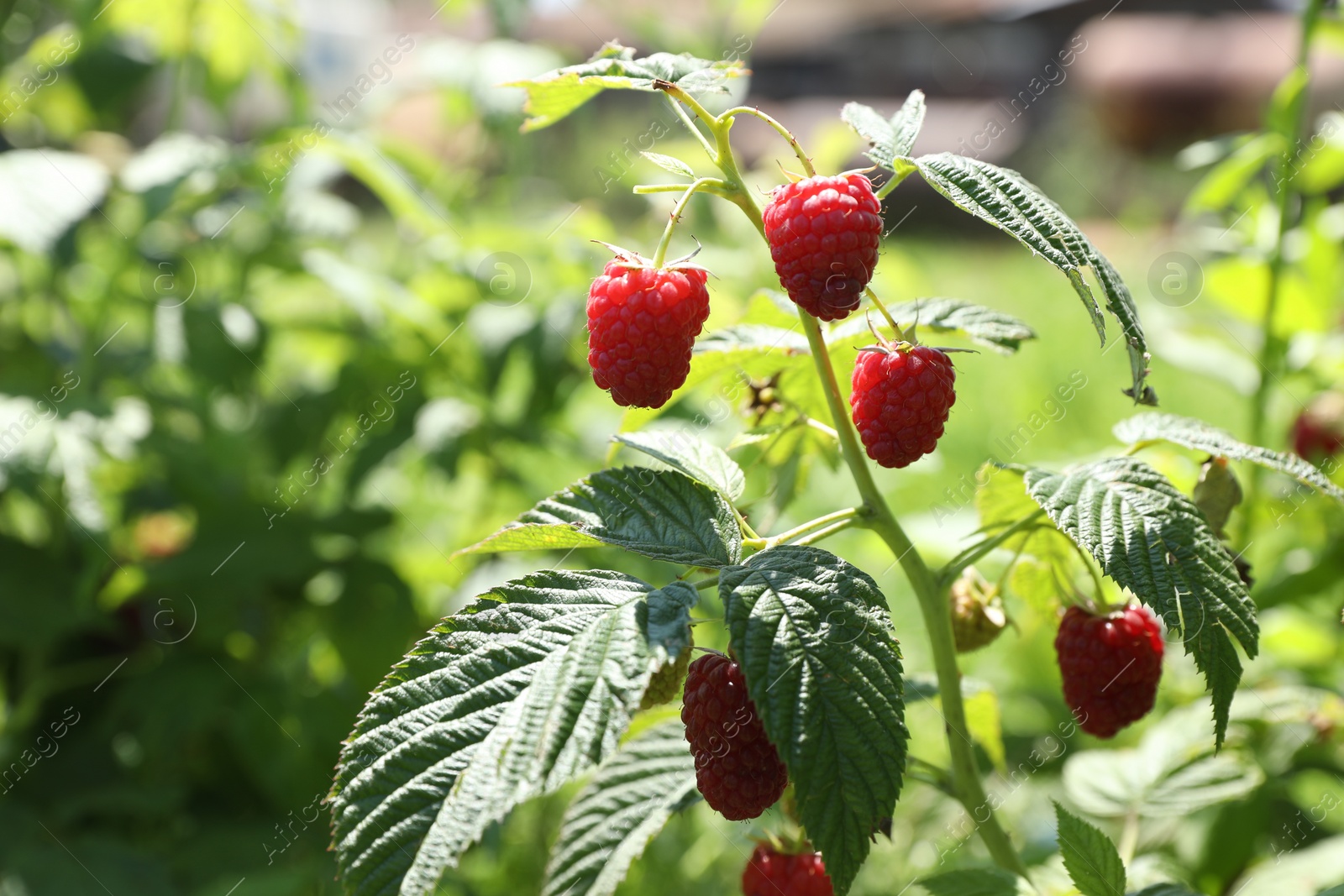 Photo of Red raspberries growing on bush outdoors, closeup