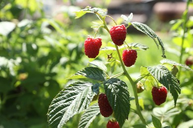 Photo of Red raspberries growing on bush outdoors, closeup