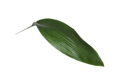 Leaf of tropical aspidistra plant isolated on white