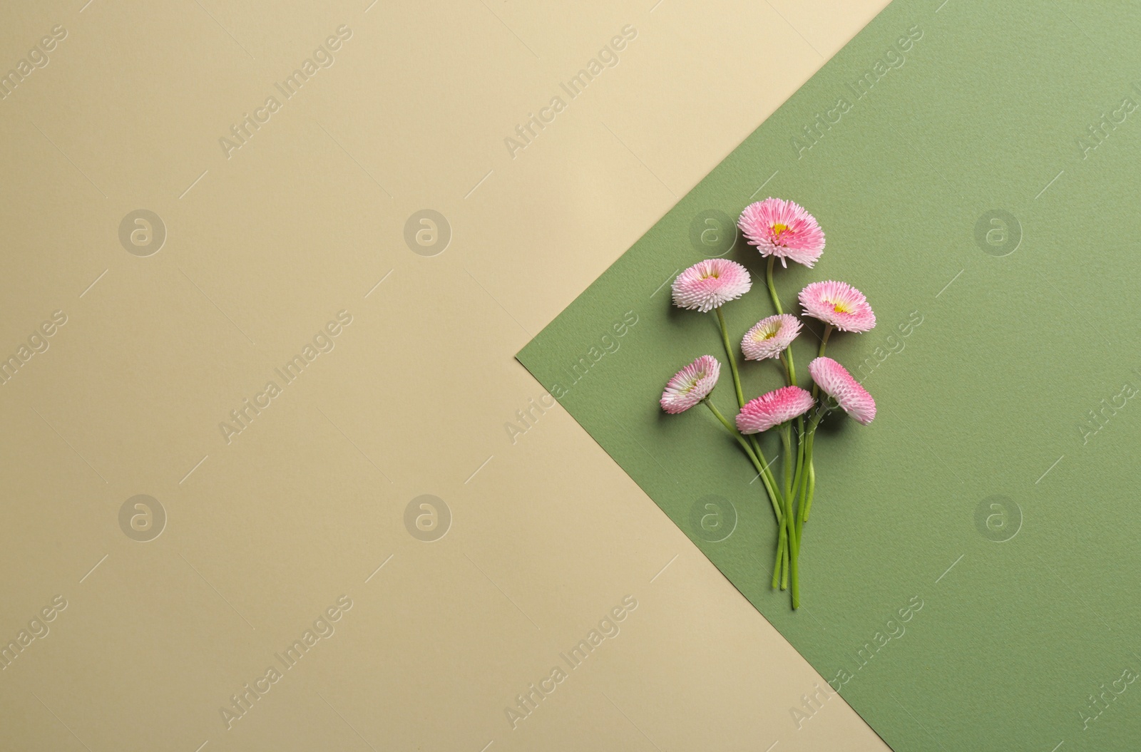 Photo of Flat lay composition with spring daisy flowers and space for text on color background