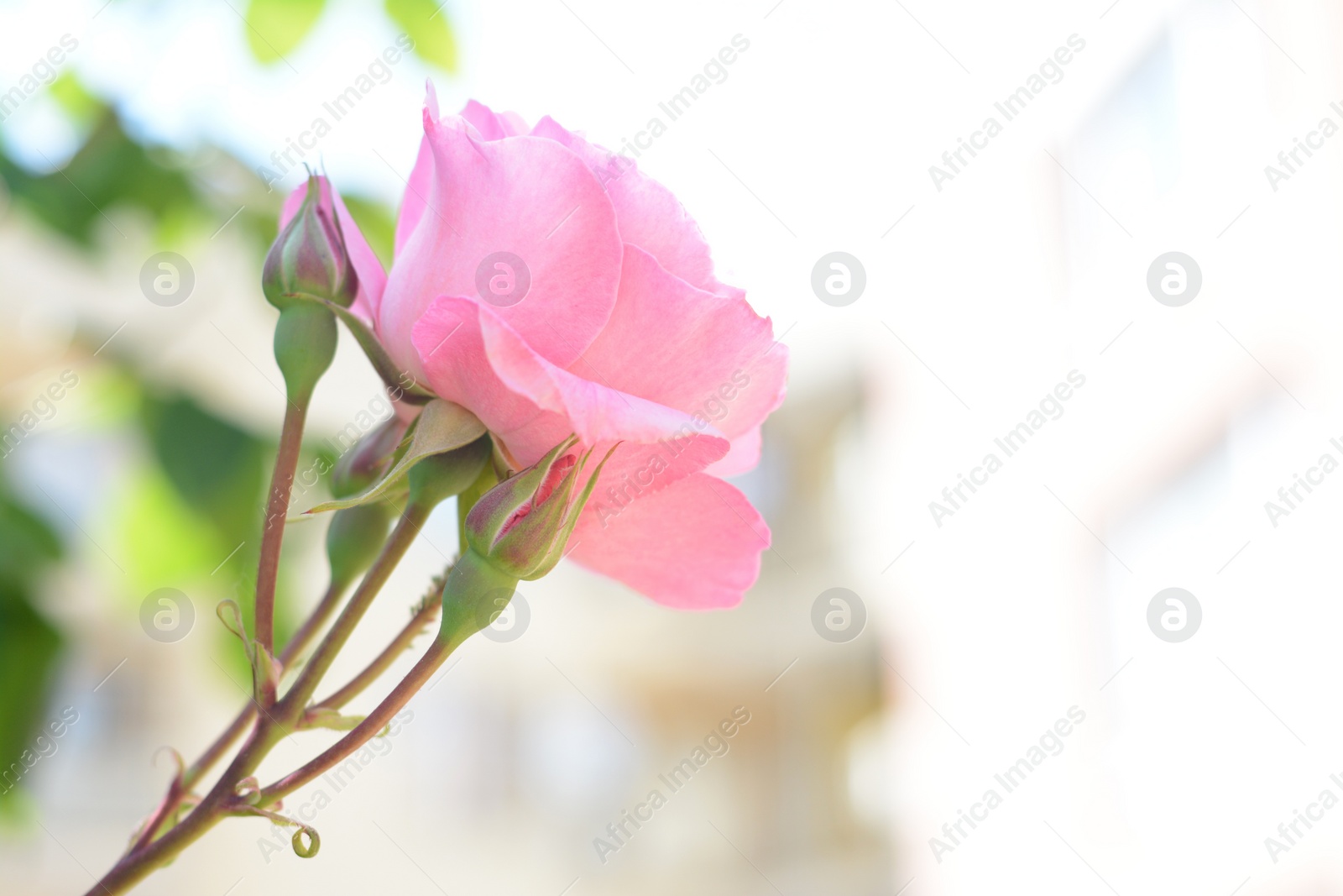 Photo of Beautiful pink rose flower with buds blooming outdoors, closeup. Space for text