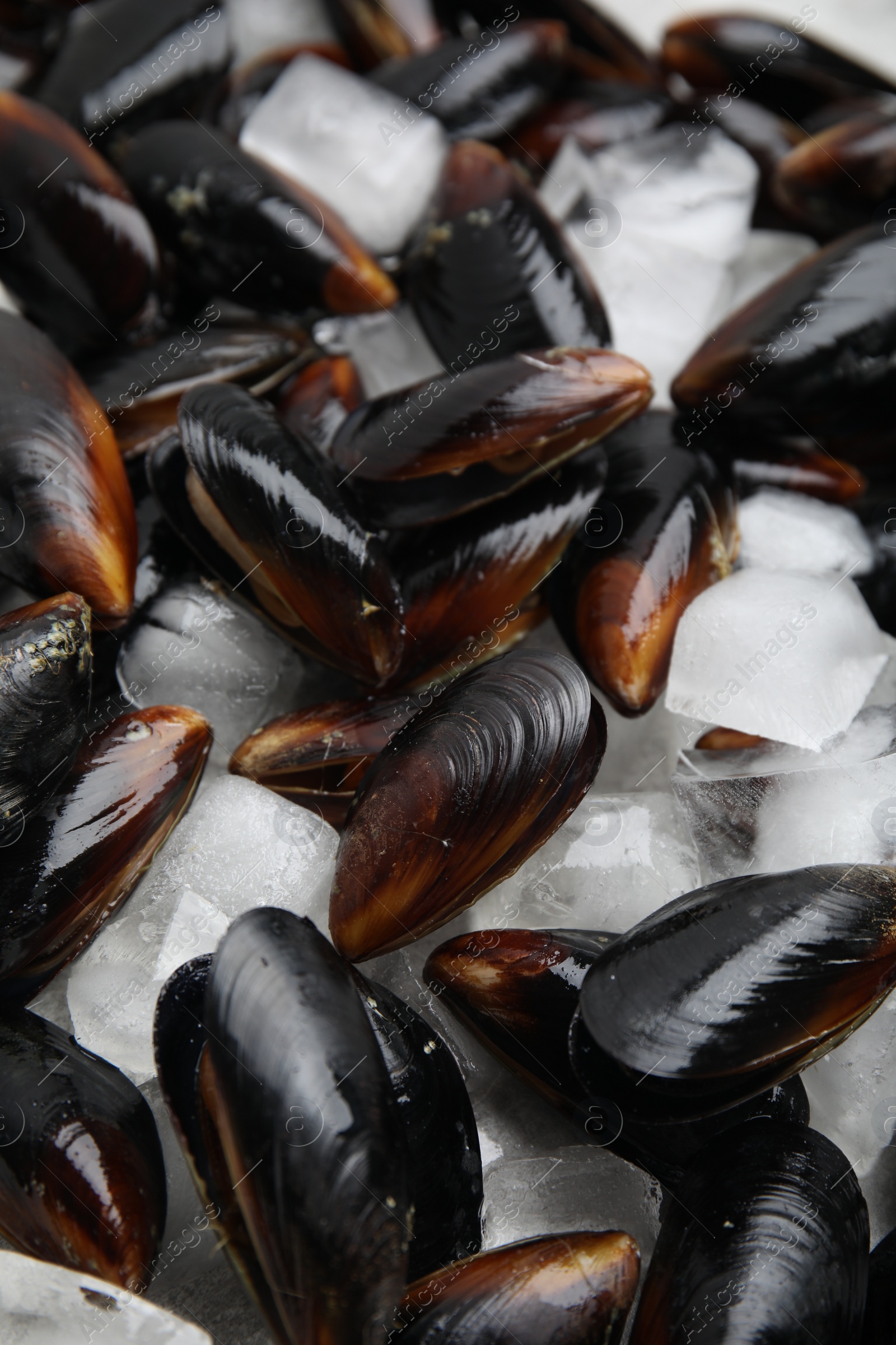 Photo of Raw mussels with ice as background, closeup