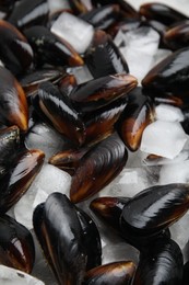 Photo of Raw mussels with ice as background, closeup