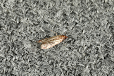 Photo of Common clothes moth (Tineola bisselliella) on grey fabric, top view