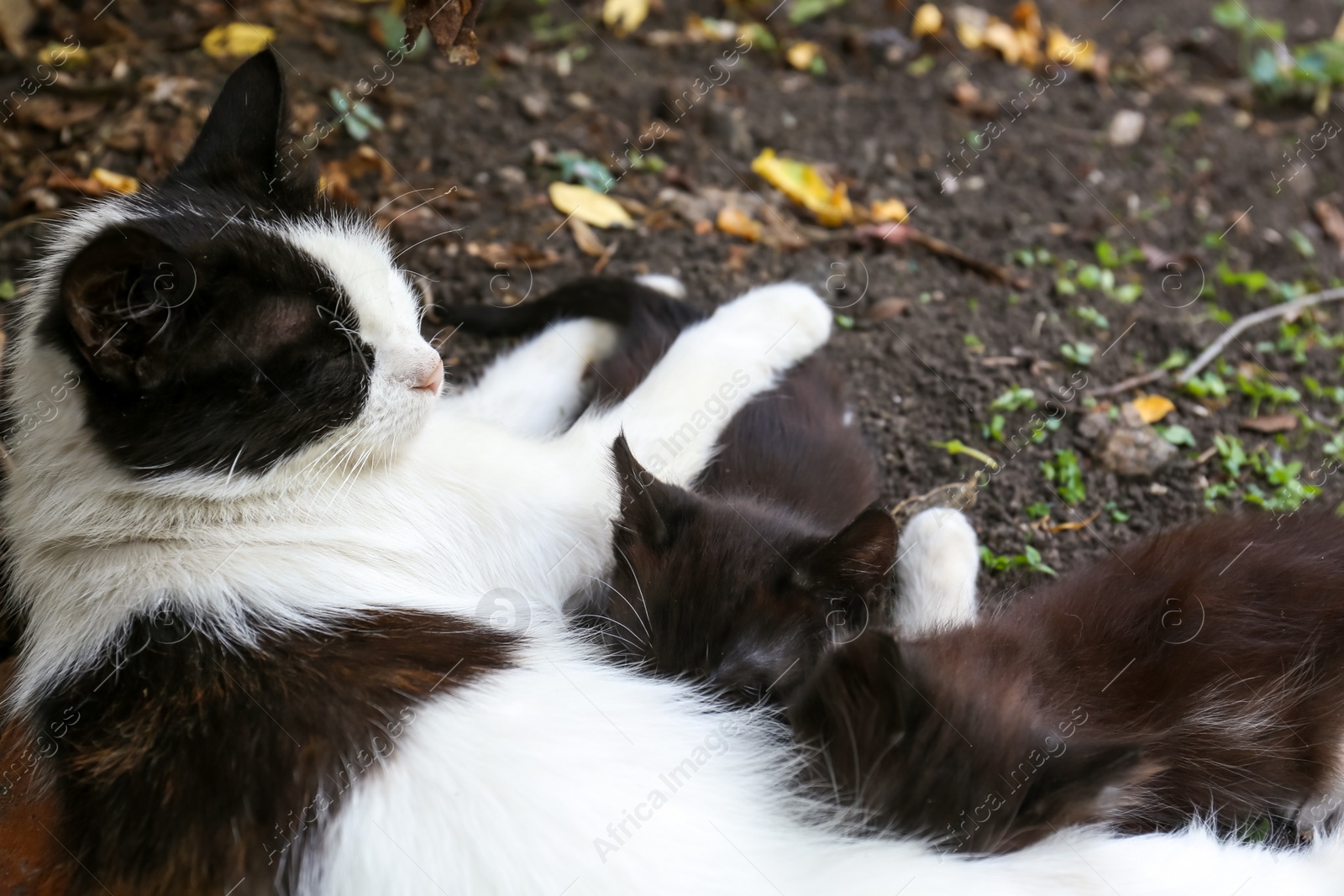 Photo of Cute fluffy cats resting at backyard outdoors, closeup