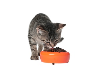 Grey tabby cat eating from bowl on white background. Adorable pet