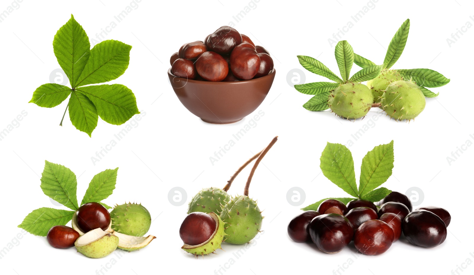 Image of Set of brown horse chestnuts with green leaves isolated on white