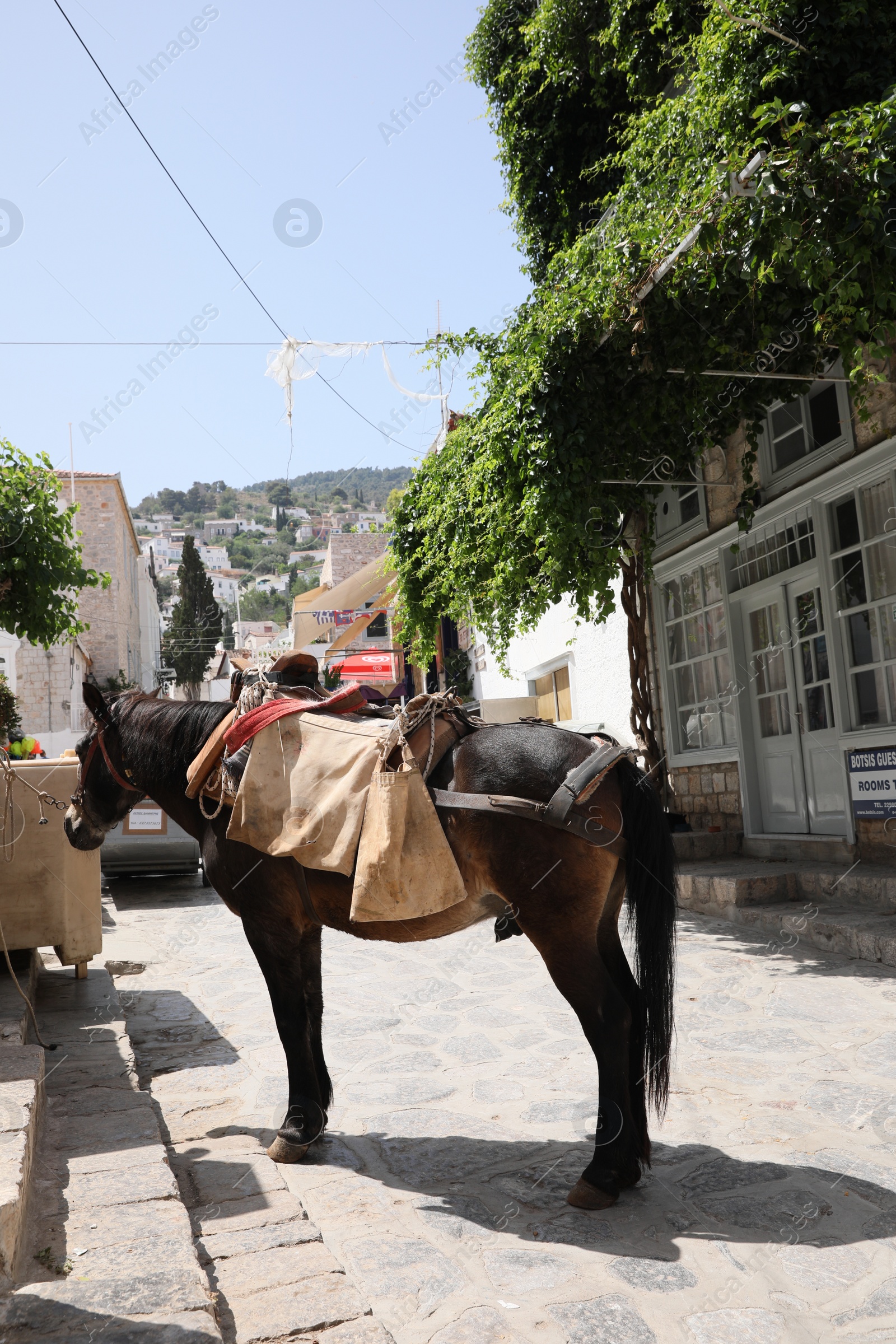 Photo of Beautiful chestnut horse with saddle on city street