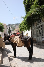 Beautiful chestnut horse with saddle on city street