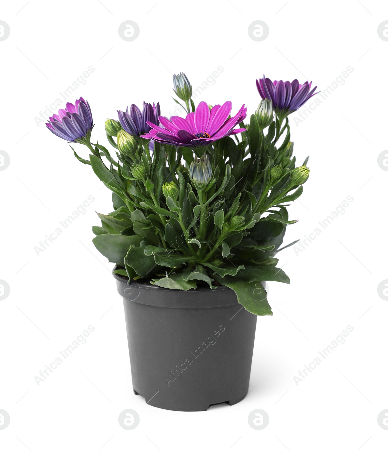 Photo of Beautiful blooming purple flower in pot isolated on white