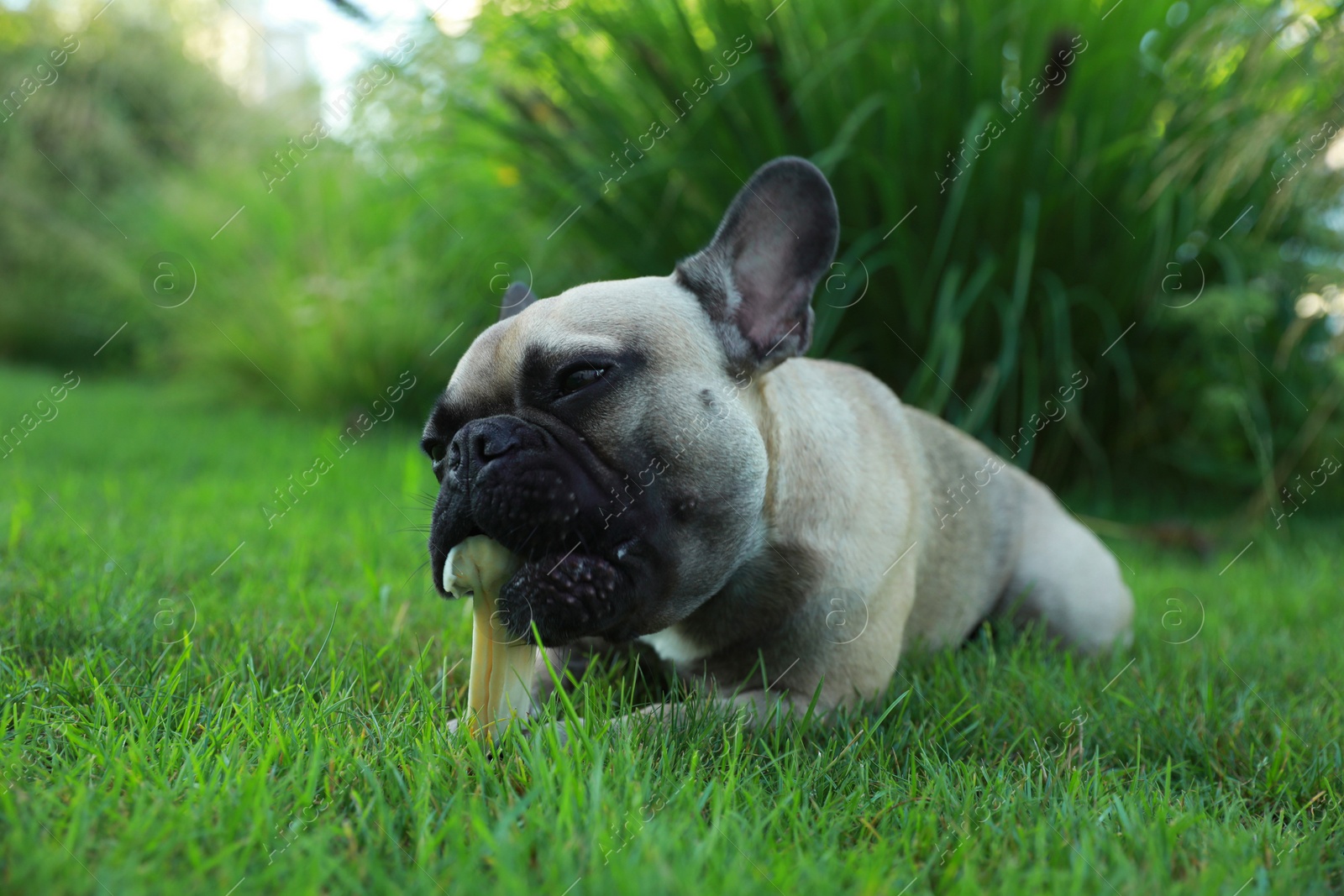 Photo of Cute French bulldog gnawing bone treat on green grass outdoors. Lovely pet