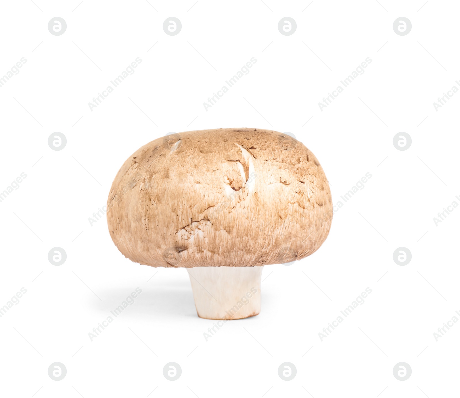 Photo of Fresh wild mushroom on white background. Edible fungi