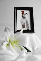 Photo of Frame with picture of dog and lily flower on white cloth, closeup. Pet funeral