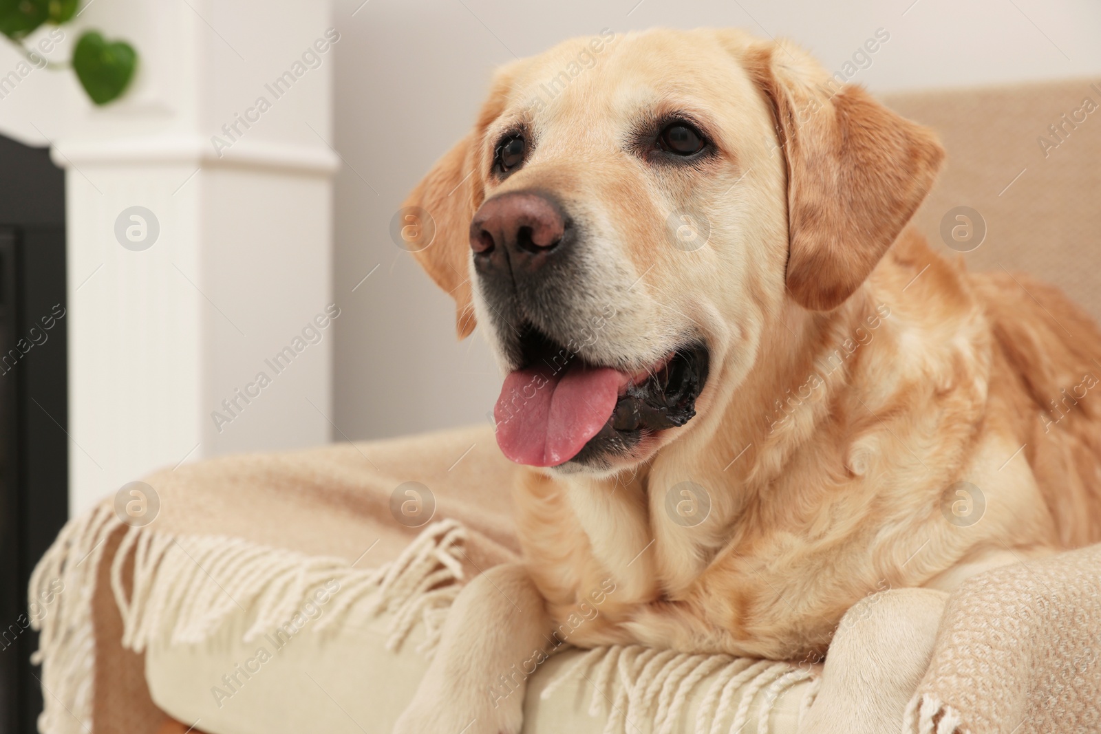 Photo of Cute Labrador Retriever resting on cozy armchair in room