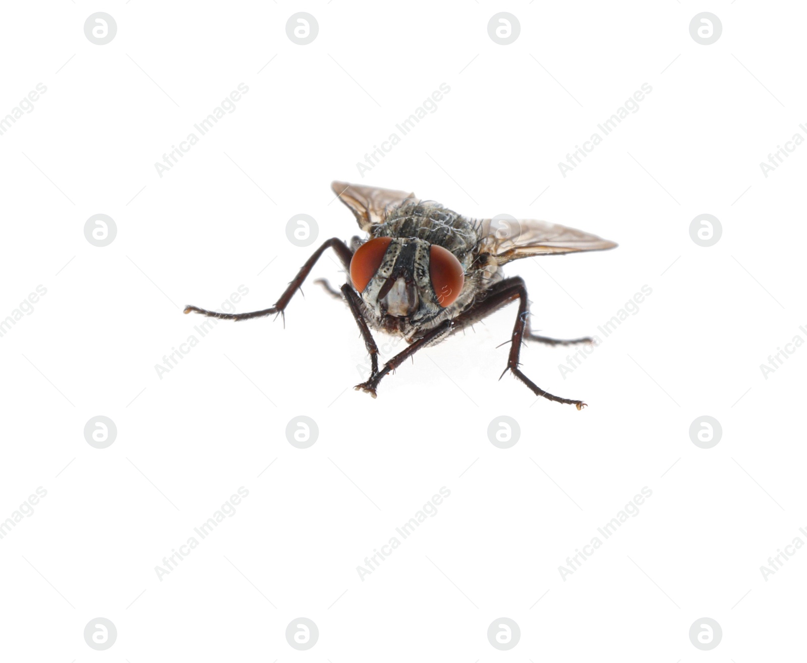 Photo of One common black fly on white background