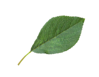 Photo of Green leaf of cherry tree isolated on white