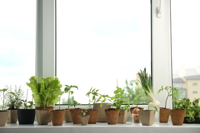 Photo of Many different seedlings growing in pots on window sill. Space for text