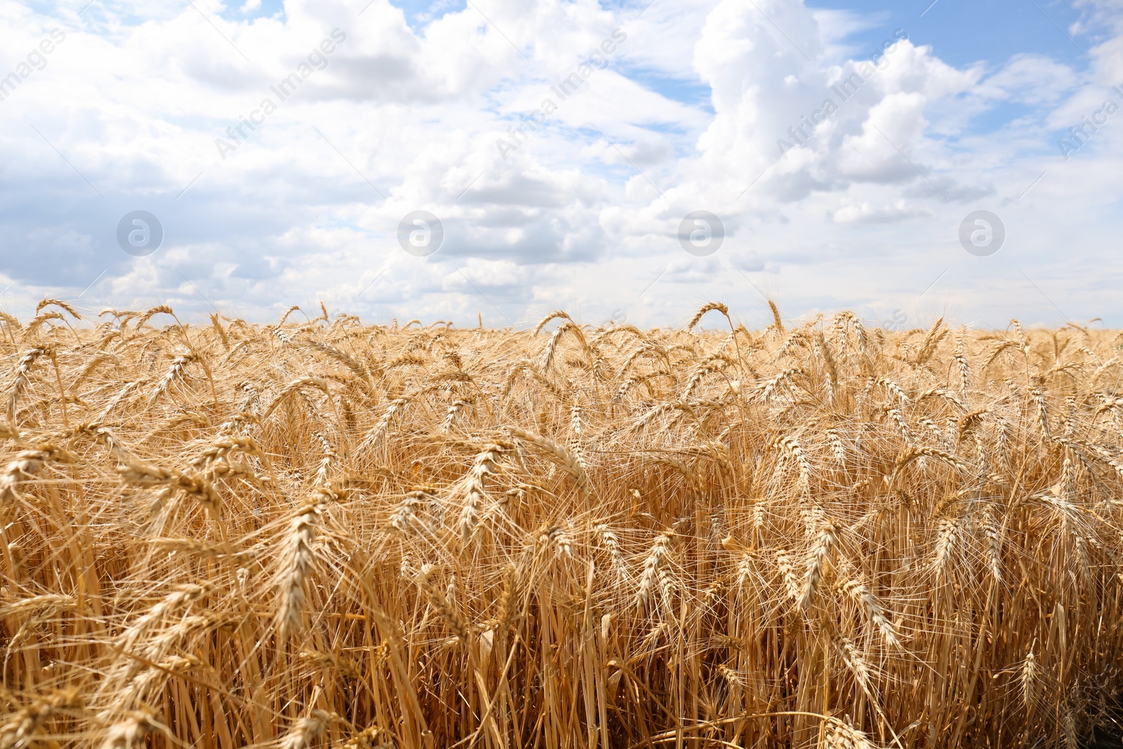 Photo of Ripe wheat spikes in agricultural field on sunny day