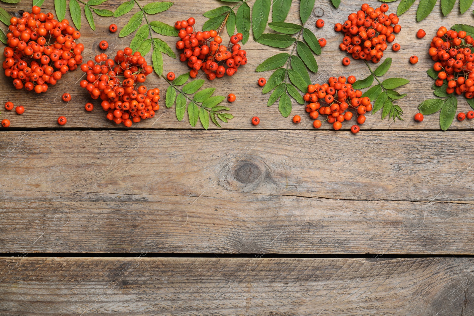 Photo of Fresh ripe rowan berries and green leaves on wooden table, flat lay. Space for text