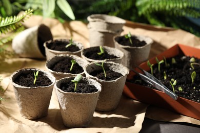 Photo of Young seedlings in peat pots on table