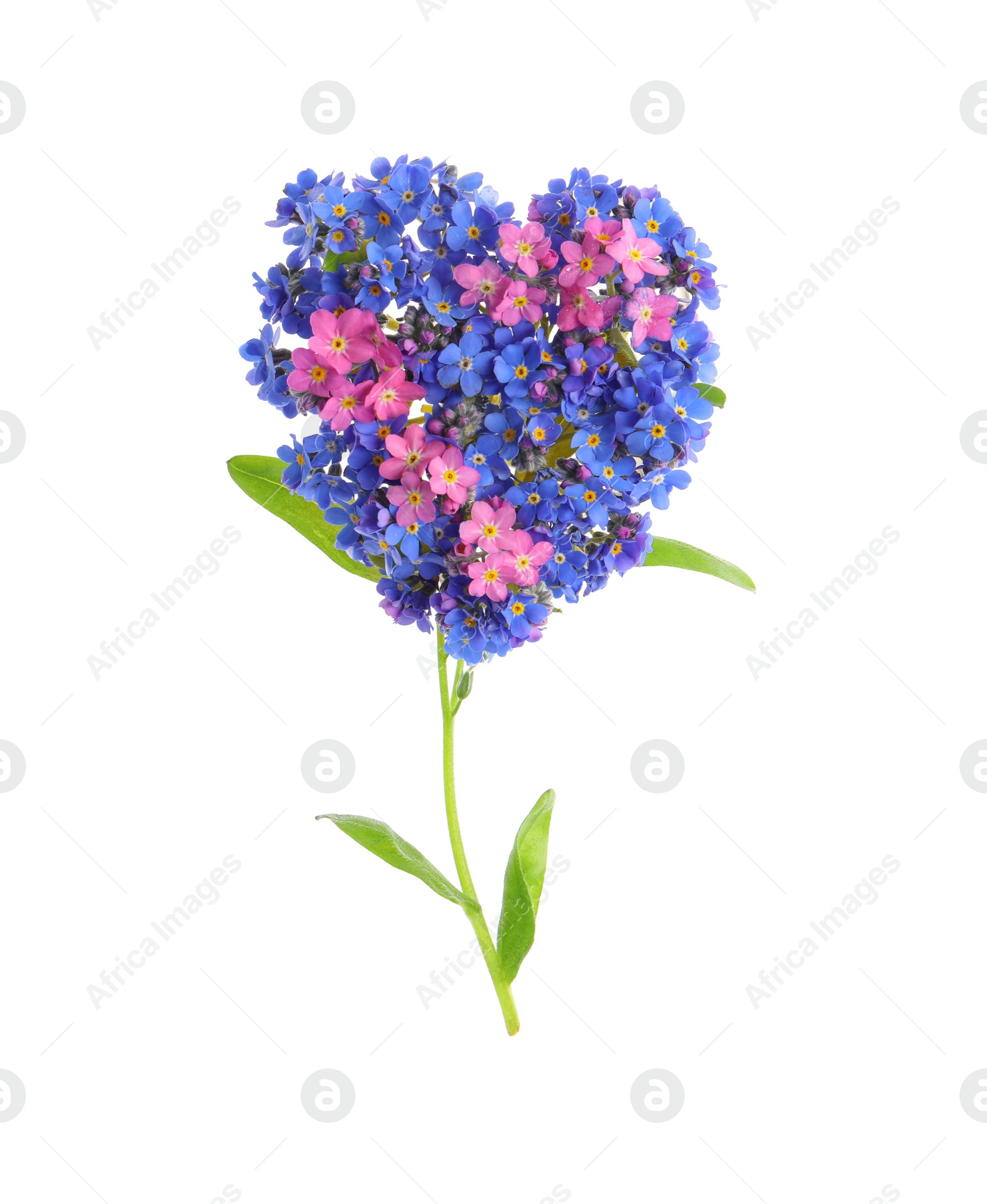 Photo of Heart made with beautiful Forget-me-not flowers isolated on white