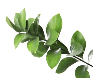 Photo of Ruscus branch with fresh green leaves on white background