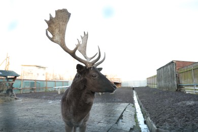 Photo of Brown stag with beautiful antlers in zoo, space for text