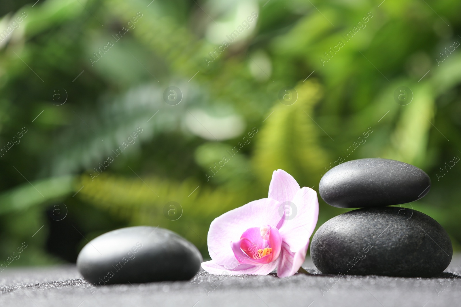 Photo of Stones and orchid flower on black sand against blurred background. Zen concept