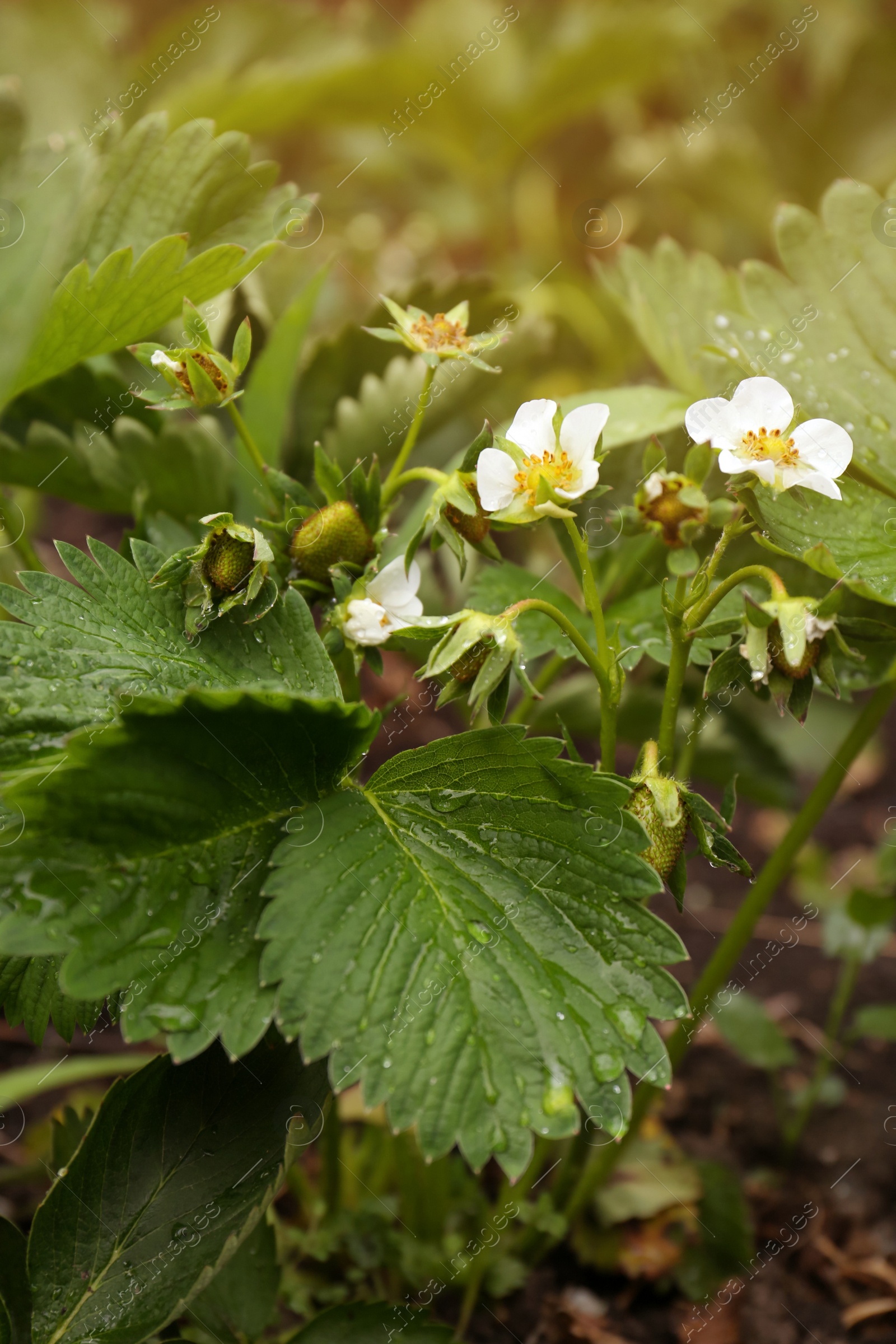 Photo of Beautiful blooming strawberry plant with water drops growing in soil, closeup