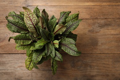 Photo of Sorrel plant on wooden table, top view. Space for text