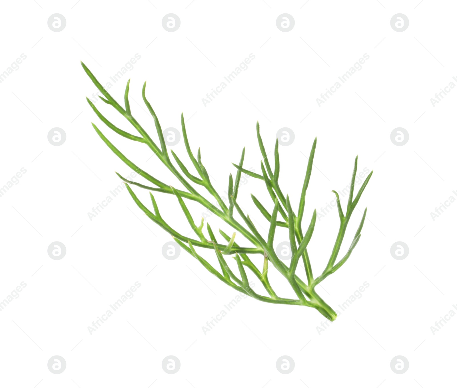 Photo of One sprig of fresh dill isolated on white