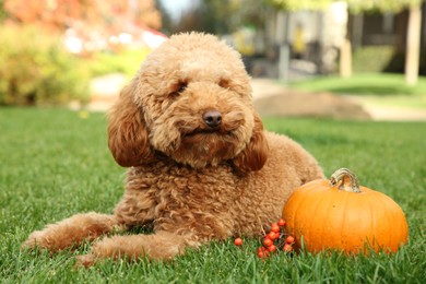 Photo of Cute fluffy dog, pumpkin and red berries on green grass in park