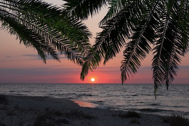 Picturesque sunset on ocean. Palm tree leaves over tropical beach