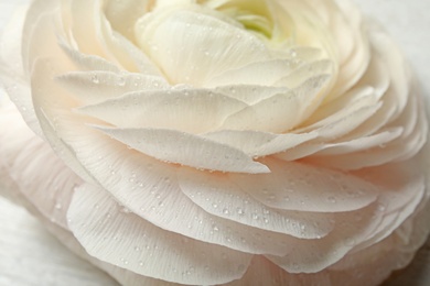 Photo of Beautiful spring ranunculus flower as background, closeup