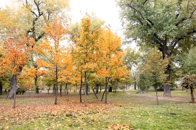 Photo of Beautiful view of park with trees on autumn day