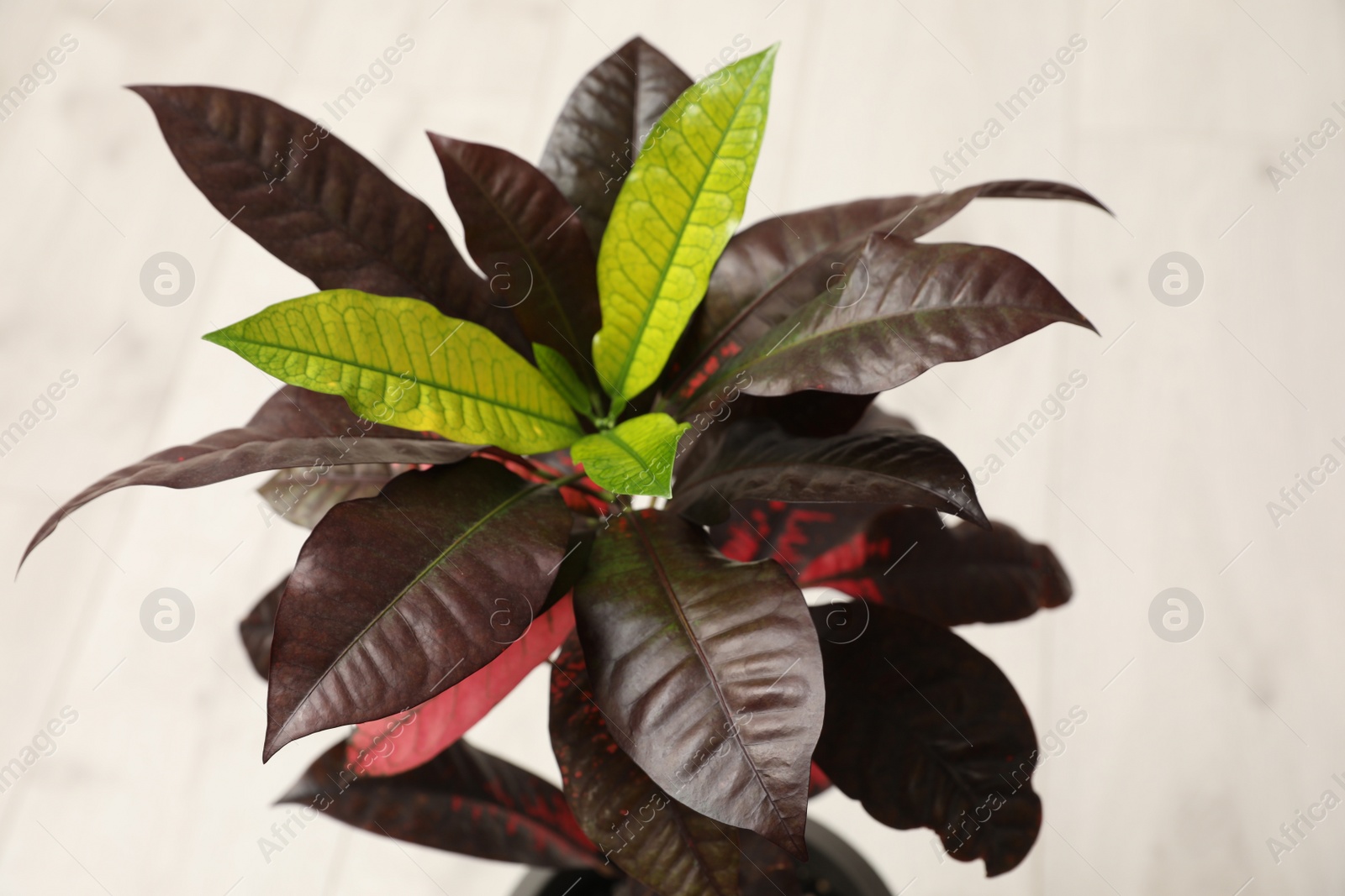 Photo of Beautiful Croton Petra on white background. Decorative houseplant