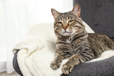 Photo of Cute tabby cat lying in armchair indoors. Friendly pet