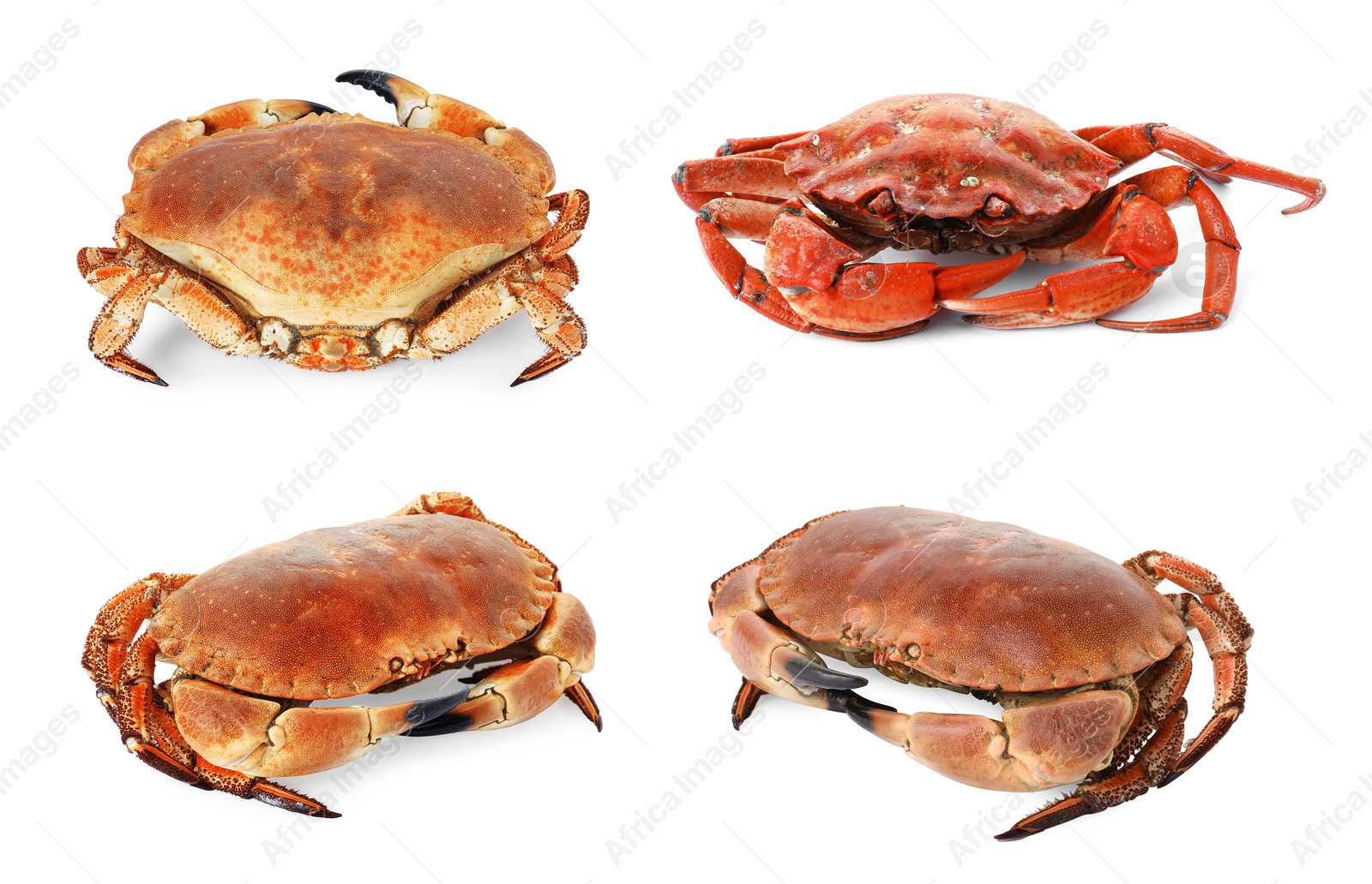 Image of Fresh cooked crab isolated on white, set