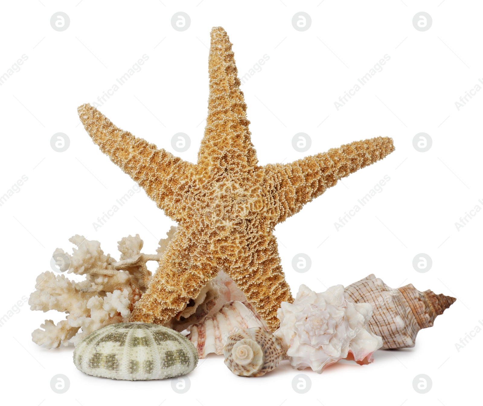 Photo of Beautiful starfish, coral and sea shells on white background